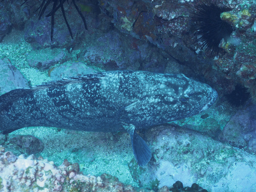 Black cod (Epinephelus daemelii) — Serranidae — 3
