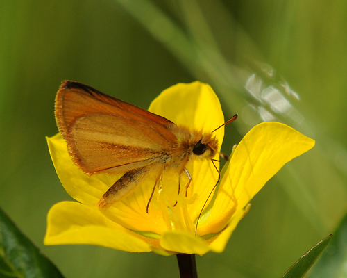 Sunrise Skipper