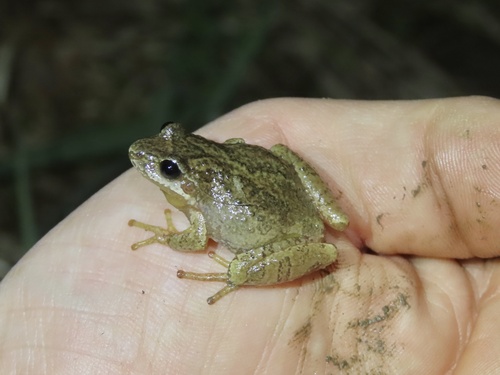 Mountain Chorus Frog photographed in West Virginia