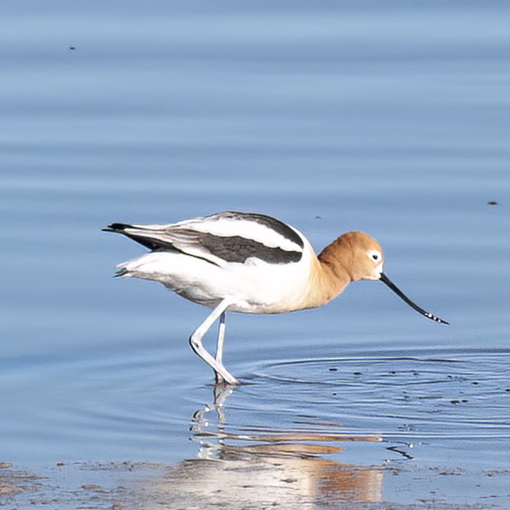 American Avocet from Antelope Island, Utah, USA on April 14, 2005 at 08 ...