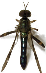 Benhamyia hoheria
