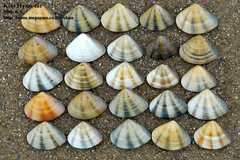 Macridiscus aequilatera