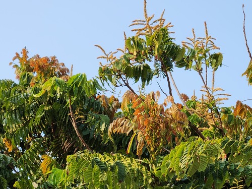Pometia pinnata