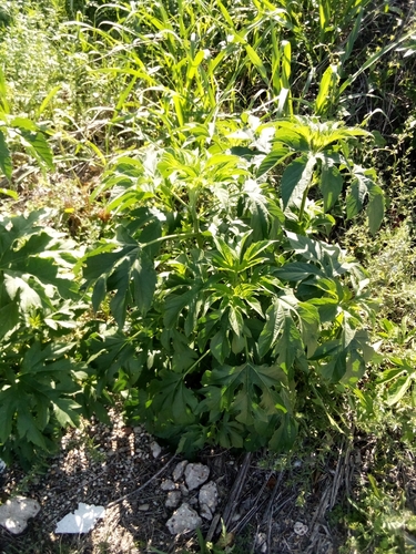 giant ragweed (Ambrosia trifida)