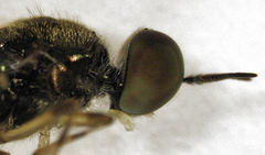 Benhamyia hoheria