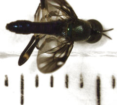 Benhamyia hoheria