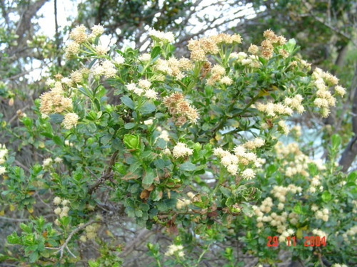 Image of Baccharis patagonica by (c) Cesar Ormazabal, some rights reserved (CC BY)