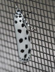 Ethmia sphaerosticha