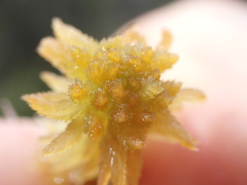 Mendocino Peatmoss (Sphagnum mendocinum)