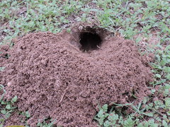 Geomys texensis