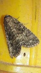 Condicinae