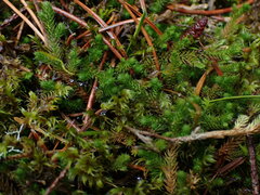 Selaginella wallacei image
