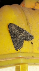 Condicinae