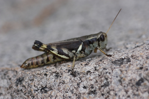 Canyon Grasshopper