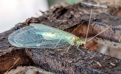 Leucochrysa insularis