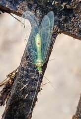 Leucochrysa insularis