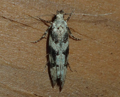 Pseudotelphusa