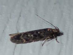 Anacampsis