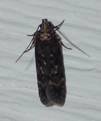 Anacampsis
