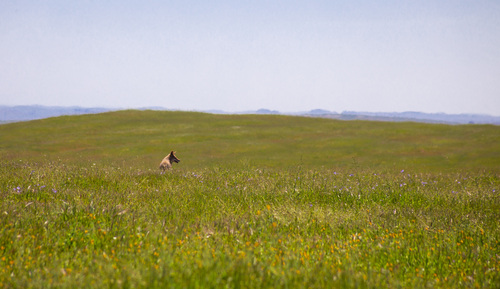 iNaturalist observation photo of Coyote