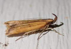 Dichomeris heriguronis
