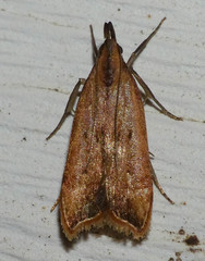 Dichomeris heriguronis