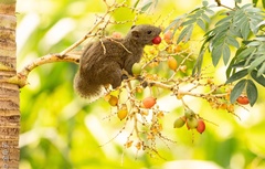 Inornate Squirrel photo 2