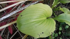 Hosta