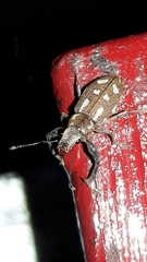 Naupactus bellus
