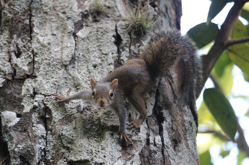 Deppe's Squirrel