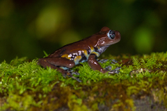 Paisa Frog photo 2