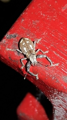 Naupactus bellus