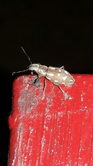Naupactus bellus