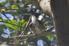 Chasiempis sandwichensis