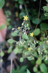Sedum stellariifolium