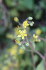 Sedum stellariifolium