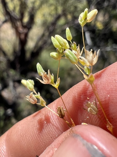 Sabulina pusilla observed 2023-04-21