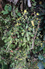 Sedum stellariifolium