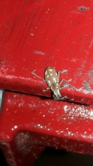 Naupactus bellus
