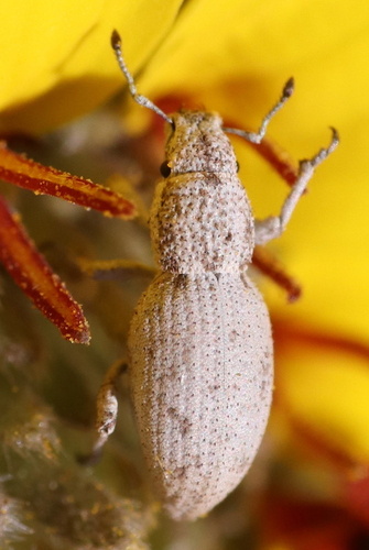 Minyomerus cracens