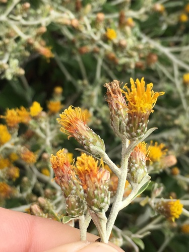 Hazardia cana (A.Gray) Greene