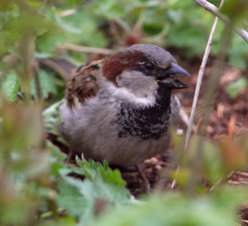 House Sparrow photographed in Washington