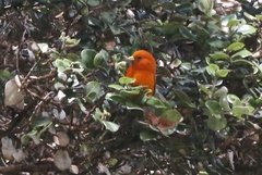 Loxops coccineus