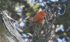 Loxops coccineus