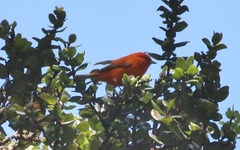 Loxops coccineus