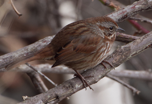 Song Sparrow photographed in Washington