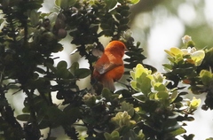 Loxops coccineus
