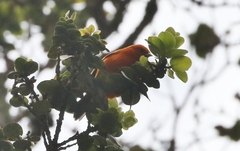Loxops coccineus