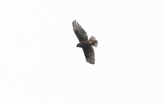 Buteo solitarius