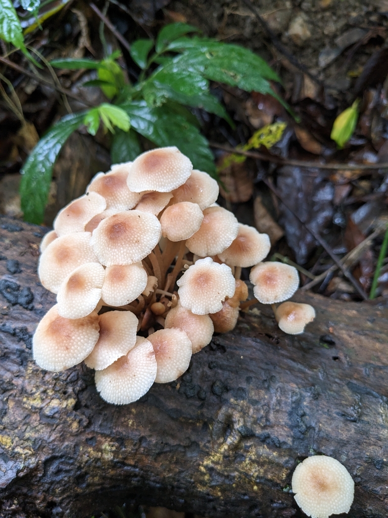 Favolaschia manipularis · April 2023 · photo: © raingel (iNaturalist, cc-by)